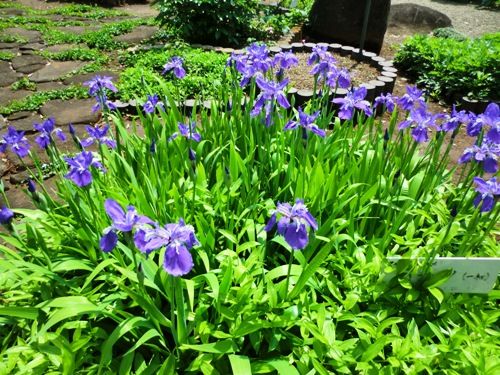 カキツバタ市川万葉植物園