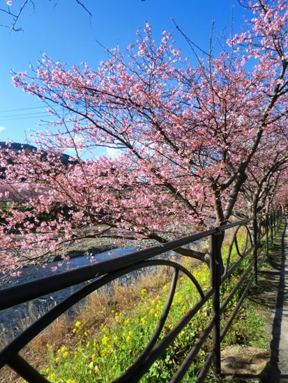 河津桜川べり縦