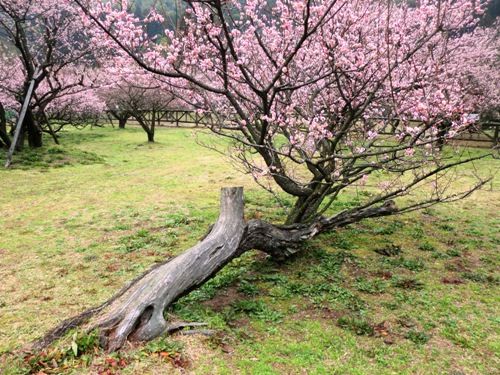 藤川天神 臥龍梅