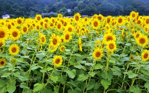 鬼怒川温泉帰りひまわり畑