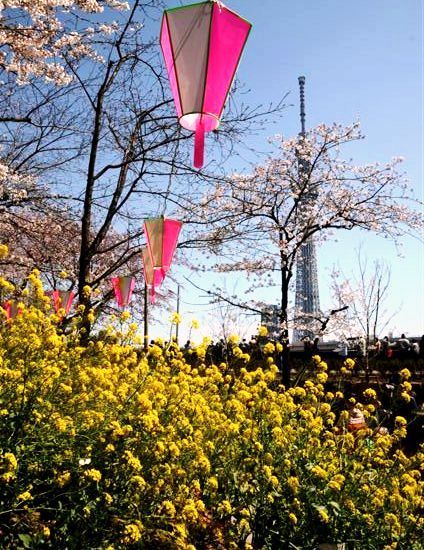 昇さんスカイツリーと菜の花
