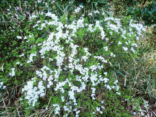 3月の万葉植物園 雪柳