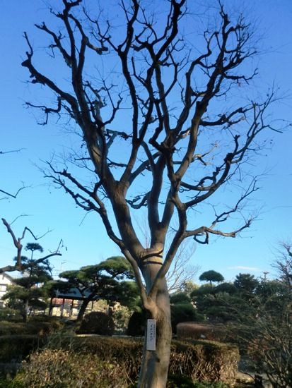 12月の万葉植物園いろはかえで