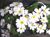 2482c335.jpg