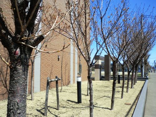 近所、桜あと少し