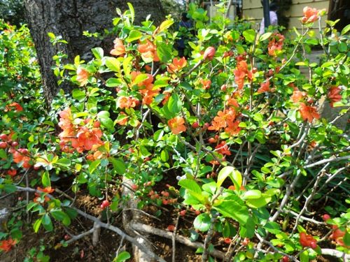 3月の万葉植物園 クサボケ