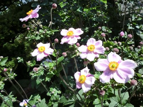 近所の花、秋明菊