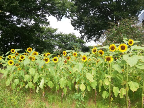 柏あけぼの山農業公園1