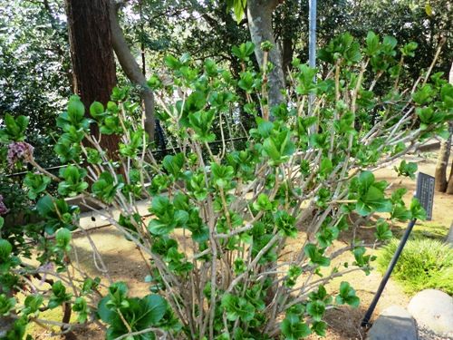 3月の万葉植物園 あじさい