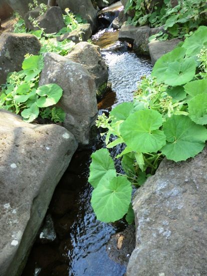 3月の万葉植物園 小川