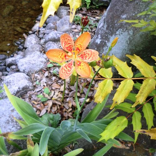 9月の万葉植物園ヒオウギ