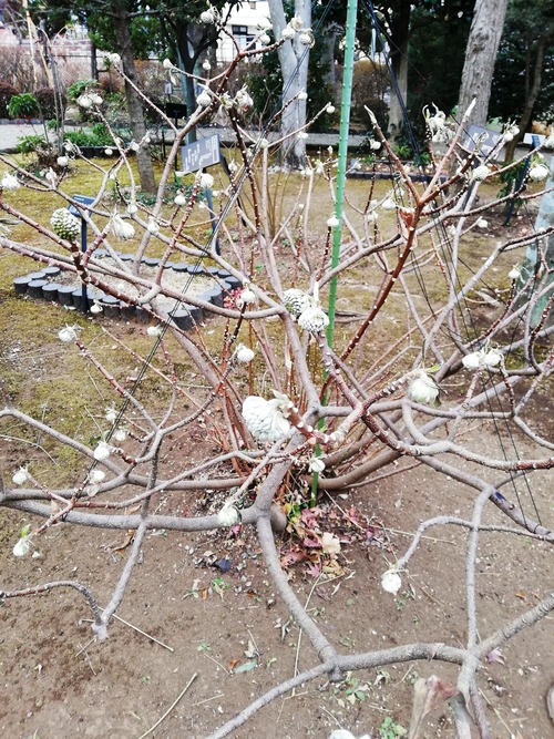 20210106万葉植物園2