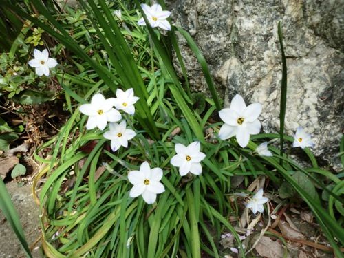 3月の万葉植物園 花ニラ
