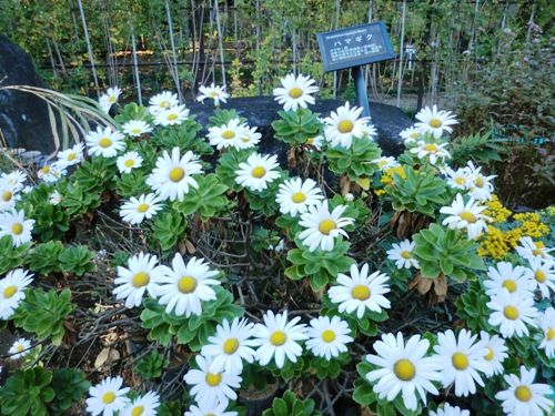 11月の万葉植物園ハマギク