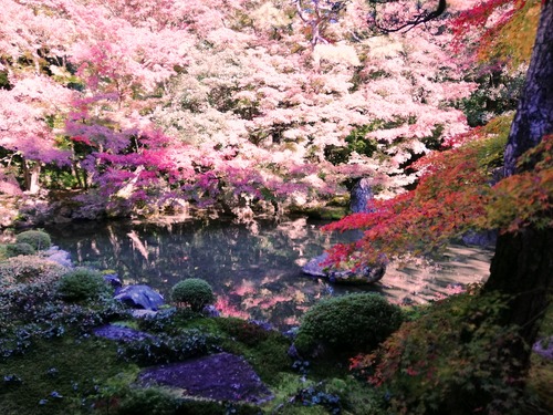 20201115蓮華寺庭園jpg