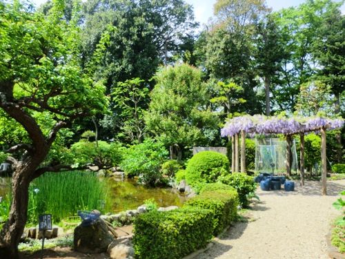 藤3市川万葉植物園