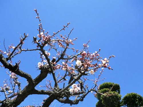 近所、梅