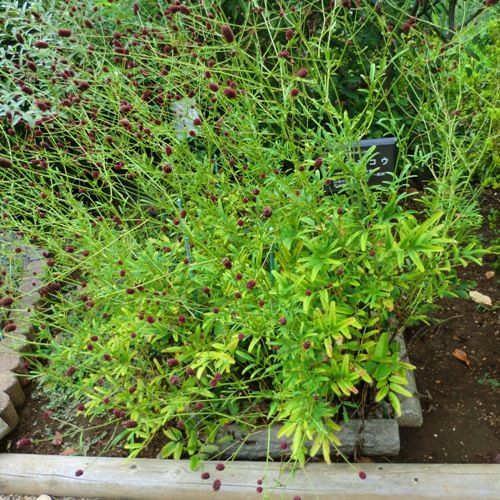 9月の万葉植物園ワレモコウ