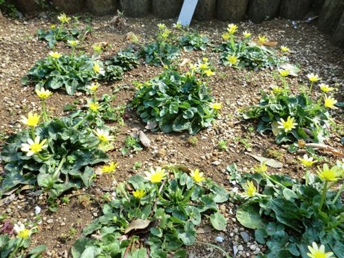 3月の万葉植物園 ヒメリュウキンカ