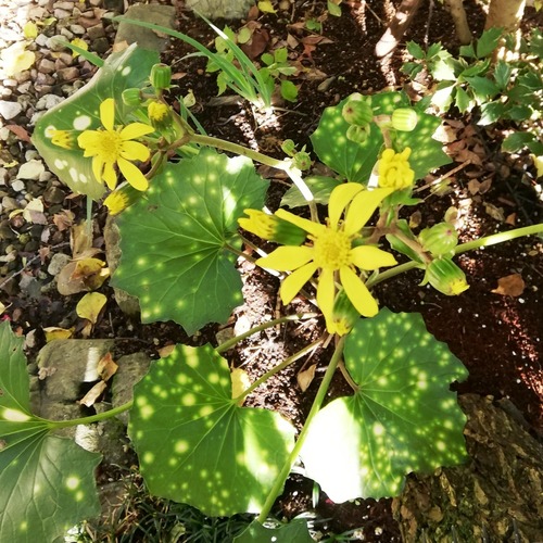 �椬�ȤΥĥ�֥��β�