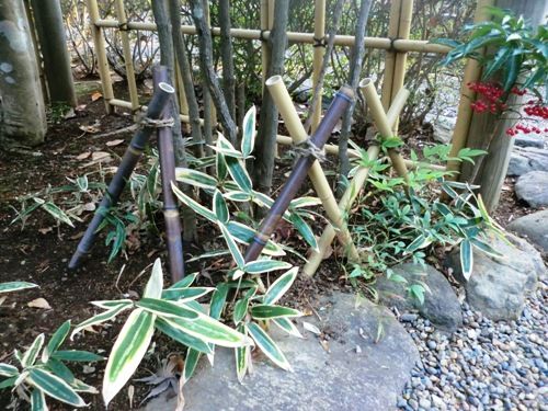12月の万葉植物園熊笹