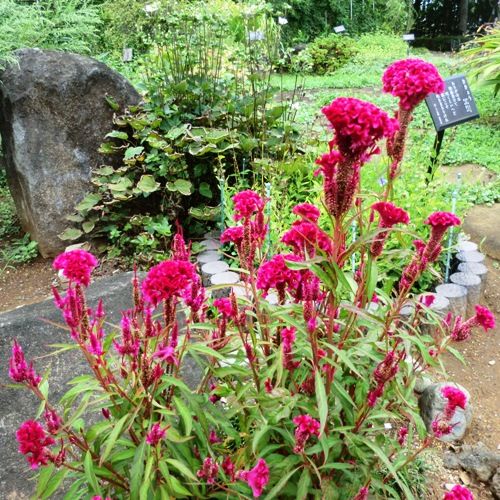 9月の万葉植物園鶏頭
