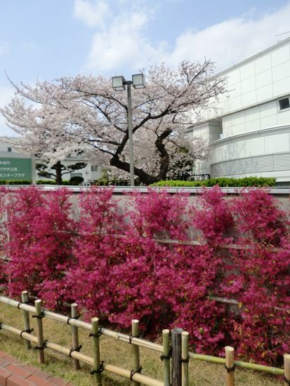 中山CIMG0310