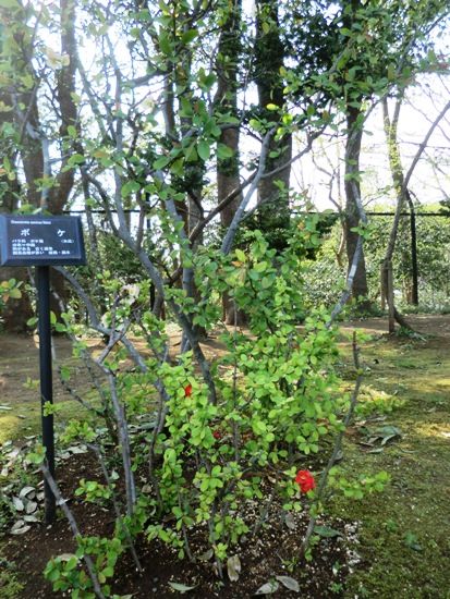 3月の万葉植物園 赤木瓜