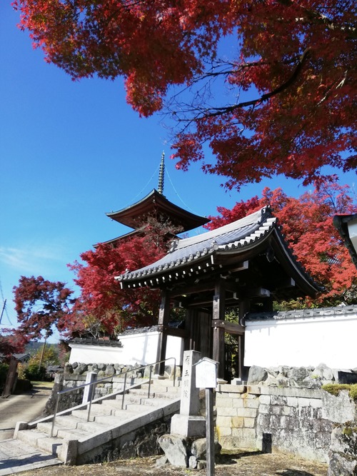 20201115三明院 山門の紅葉jpg