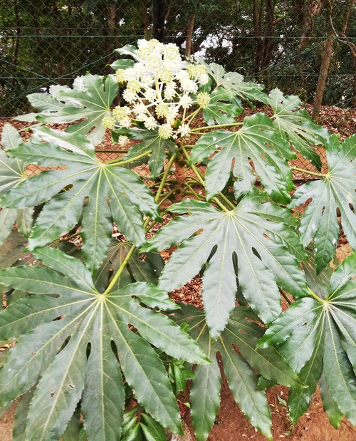 20210106万葉植物園4