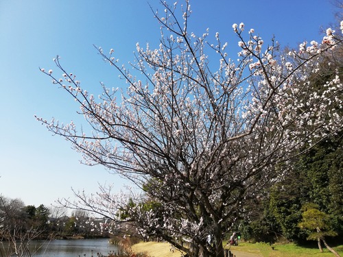 2020じゅん菜池緑地2