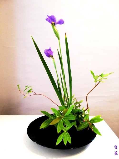 雪華と うふふ 池坊いけばな 端午の節句と言えば 菖蒲 雪華と うふふ 池坊いけばな 端午の節句と言えば 菖蒲