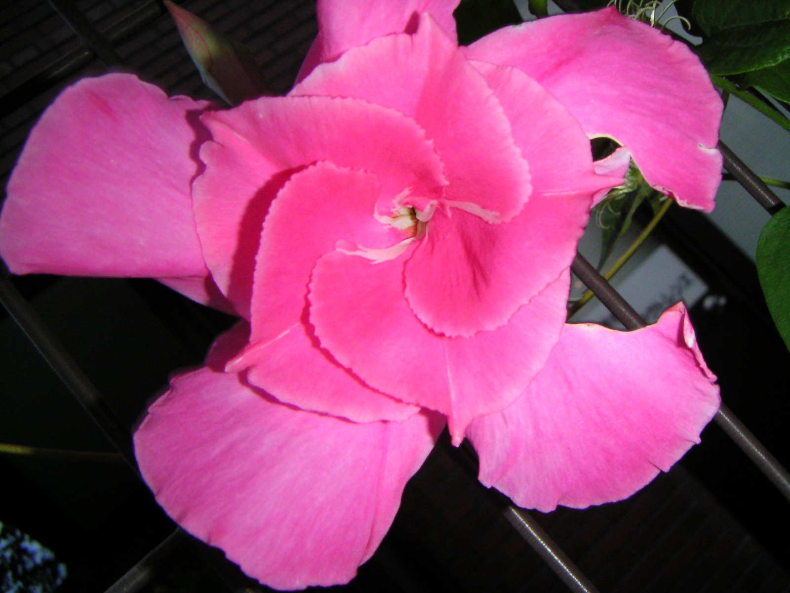 雪華と うふふ 池坊いけばな 雪の女王 マッチ売りの少女は号泣ものだったのよ