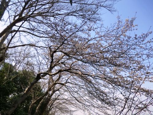 3月の万葉植物園 ソメイヨシノ