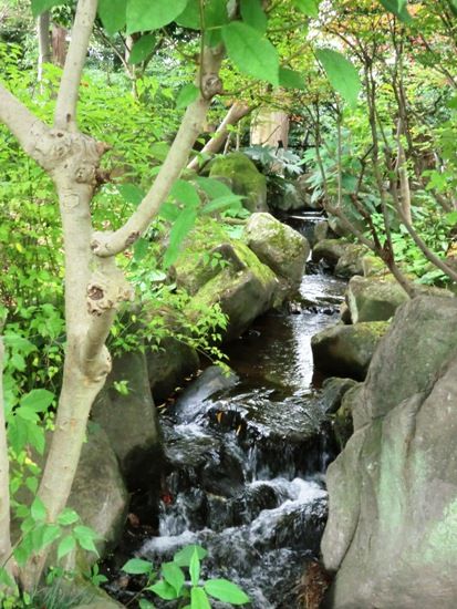 市川万葉植物園CIMG8461