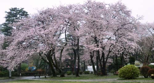 里見公園大木の桜
