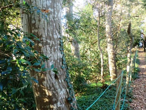 12月の万葉植物園裏道