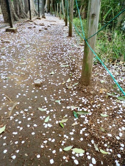 大野緑地桜の花絨毯
