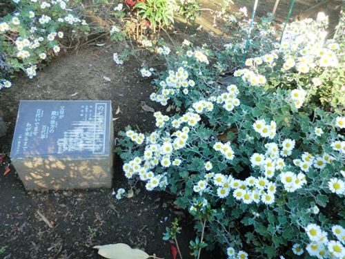 11月の万葉植物園ノジギク