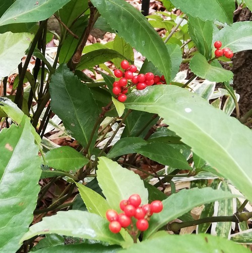 20210106万葉植物園5