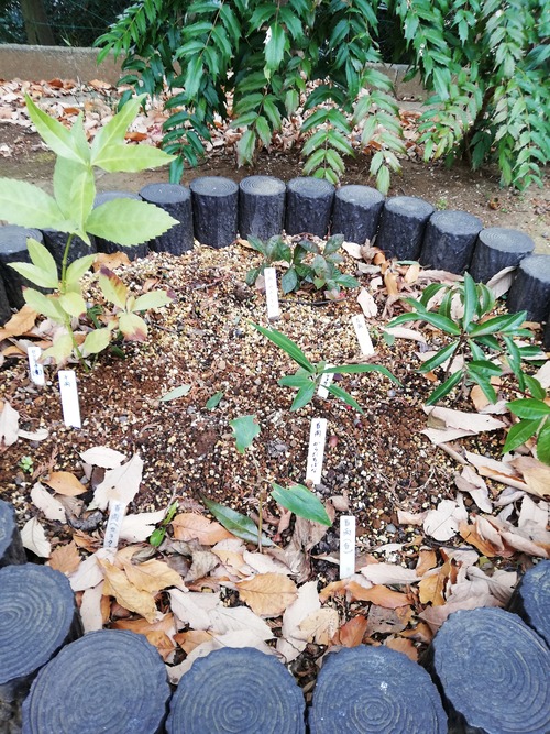 20210106万葉植物園6
