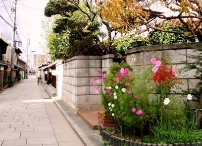 尼崎寺町 界隈のコスモス