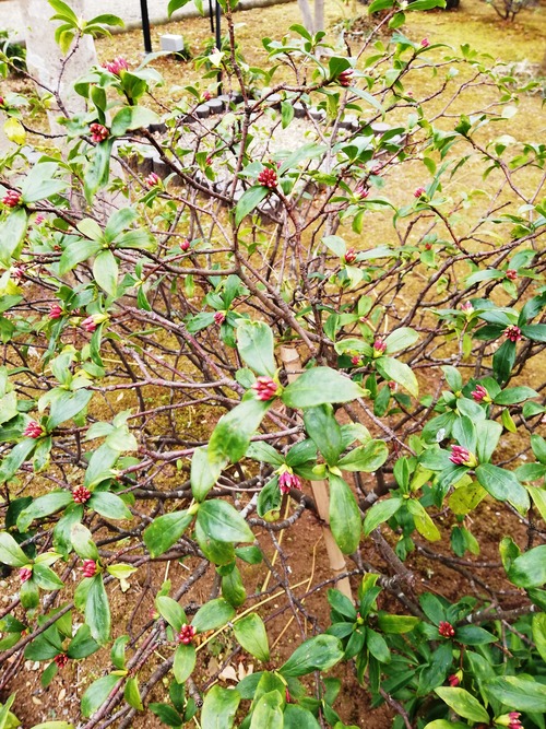 20210106万葉植物園1
