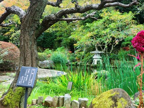 市川万葉植物園CIMG8458