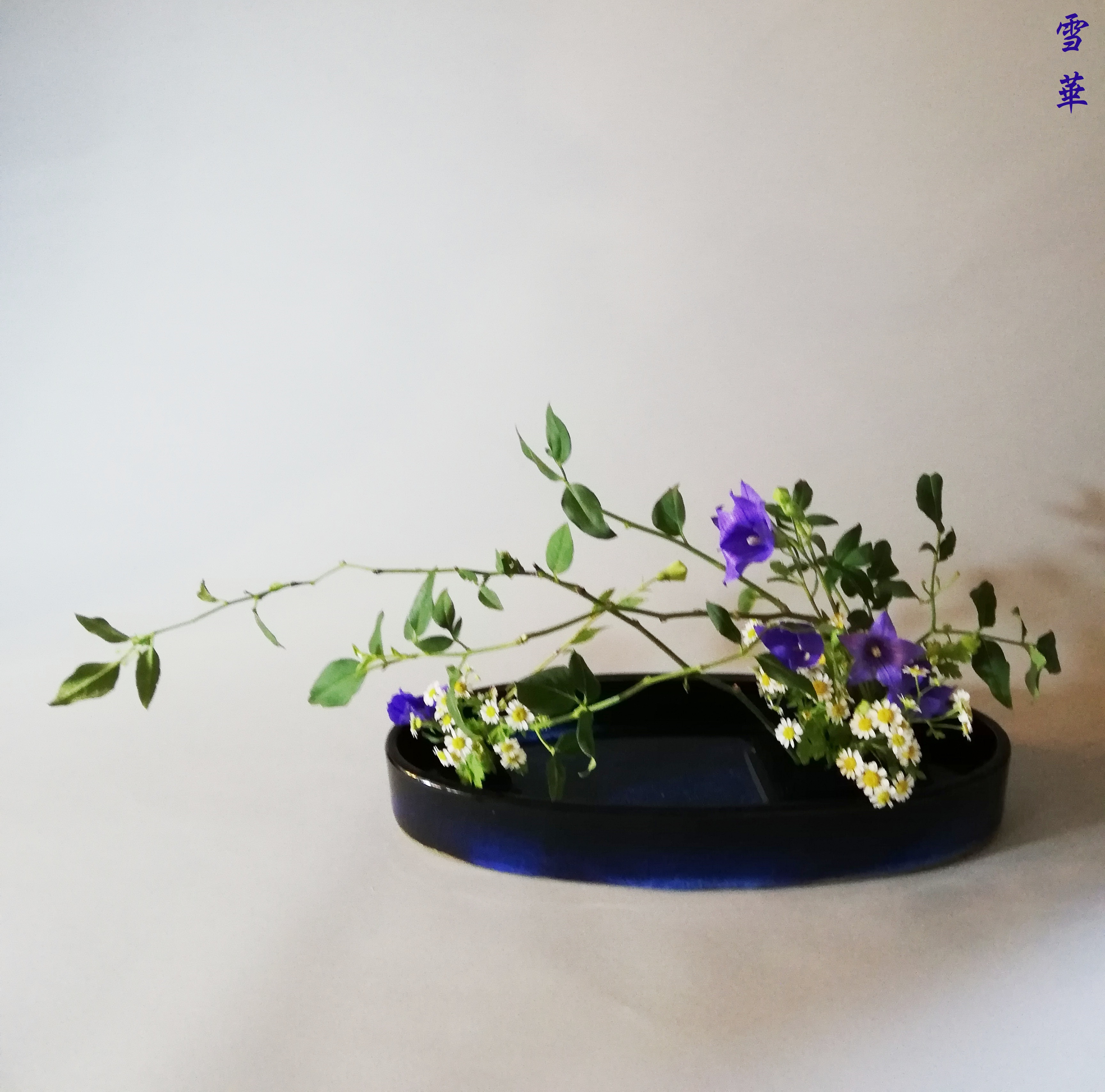 雪華と うふふ 池坊いけばな ききょう