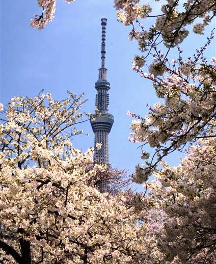 昇さんスカイツリーと桜