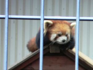 市川動植物園レッサーパンダ1