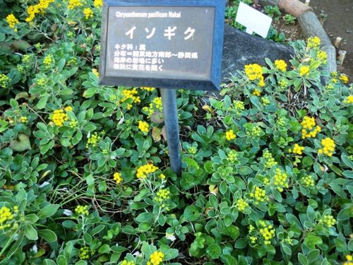 11月の万葉植物園イソギク