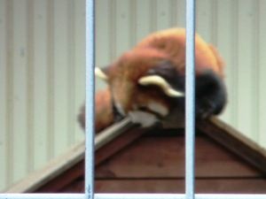 市川動植物園レッサーパンダ2