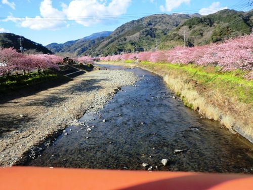 河津桜川